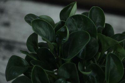 豆瓣绿开花吗