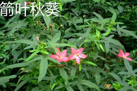 箭叶秋葵 箭叶秋葵