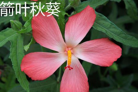 箭叶秋葵 箭叶秋葵