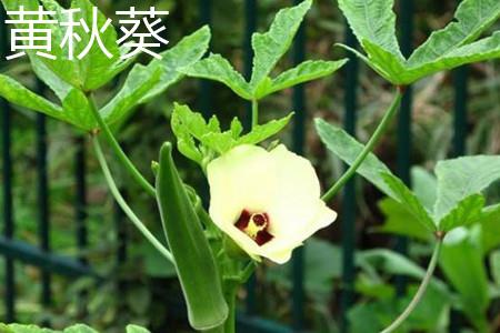 黄秋葵 黄秋葵