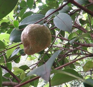 ​这种果子叫“茶泡”，必须满足3个条件才能活下来了，种植太困难