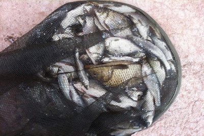 ​老钓友分享老坛玉米的制作方法含配方 成本不到5块钱