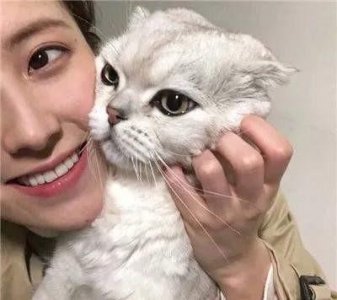 ​吸猫到底是对猫干嘛(吸猫到底在吸什么)