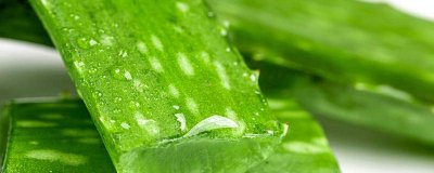 ​芦荟叶子蔫了怎么办呢视频 芦荟叶子蔫了怎么办呢用什么药