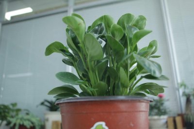 ​豆瓣绿的养殖方法