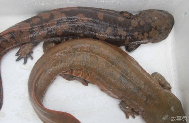 网络图片(侵删)