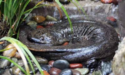 ​世界上最大的两栖动物 娃娃鱼体型比较大(也叫大鲵)