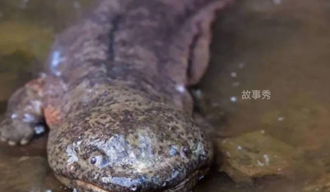 网络图片(侵删)