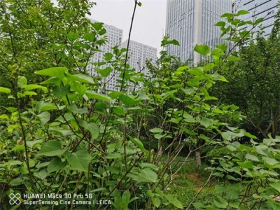 ​丁香繁殖方法大全