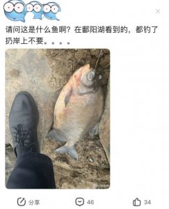 ​“食人鱼”入侵鄱阳湖？有人钓起丢弃岸边，其实这鱼可以吃