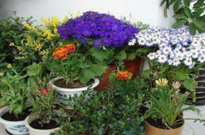 ​养花营养土的配制方法（学会花卉土壤制作后省钱又好用）