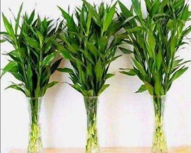 ​三种药片让富贵竹生根，涨知识了！