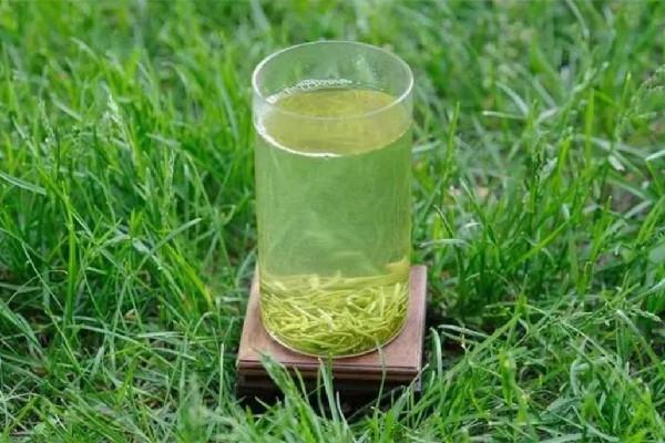 信阳毛尖有点苦咋回事 信阳毛尖喝起来什么味道 信阳毛尖有点苦咋回事 信阳毛尖喝起来什么味道