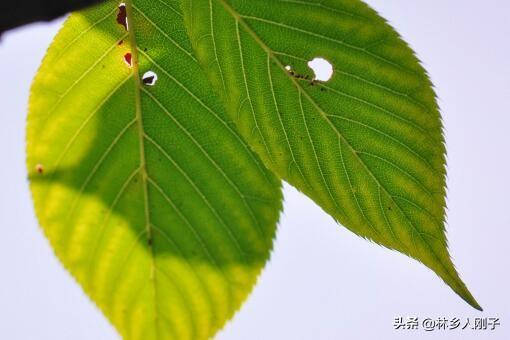 西瓜虫会咬人吗(西瓜虫是益虫还是害虫)