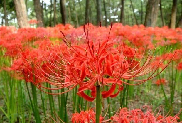 有谁告诉我曼珠沙华的花语和传说