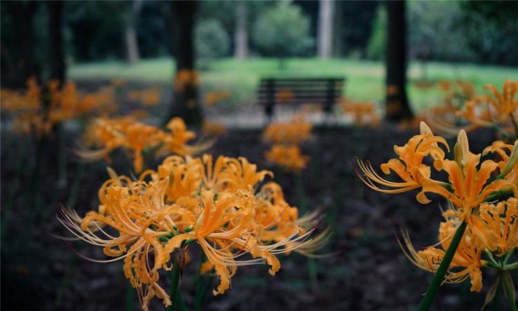 5曼珠沙华有几种颜色,花语分别是什么