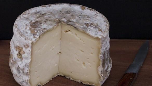 芝士是什么样子的图片