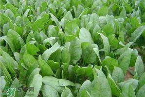 春天能种菠菜吗？春天怎么种菠菜？