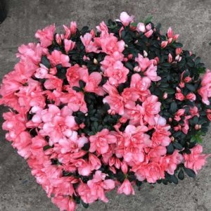 ​杜鹃花怎么养才养得好（养杜鹃花，掌握3个“技巧”，不掉一片叶，花开满枝又