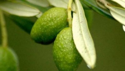 ​橄榄一天可以吃多少个,橄榄一天最多吃多少个