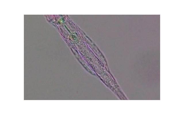 巨蟹座的心理特质：详细分析巨蟹座内心深处的想法和情感