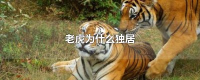 ​老虎为什么独居动物？老虎独居不孤独吗？