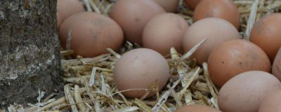 ​菠菜鸡蛋可以和牛奶一起吃吗 鸡蛋可以和牛奶一起吃吗早餐宝宝