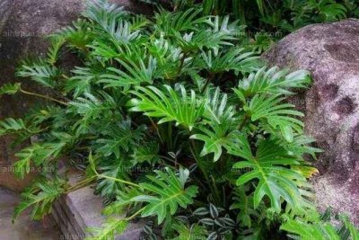 ​常见绿植——蔓绿绒