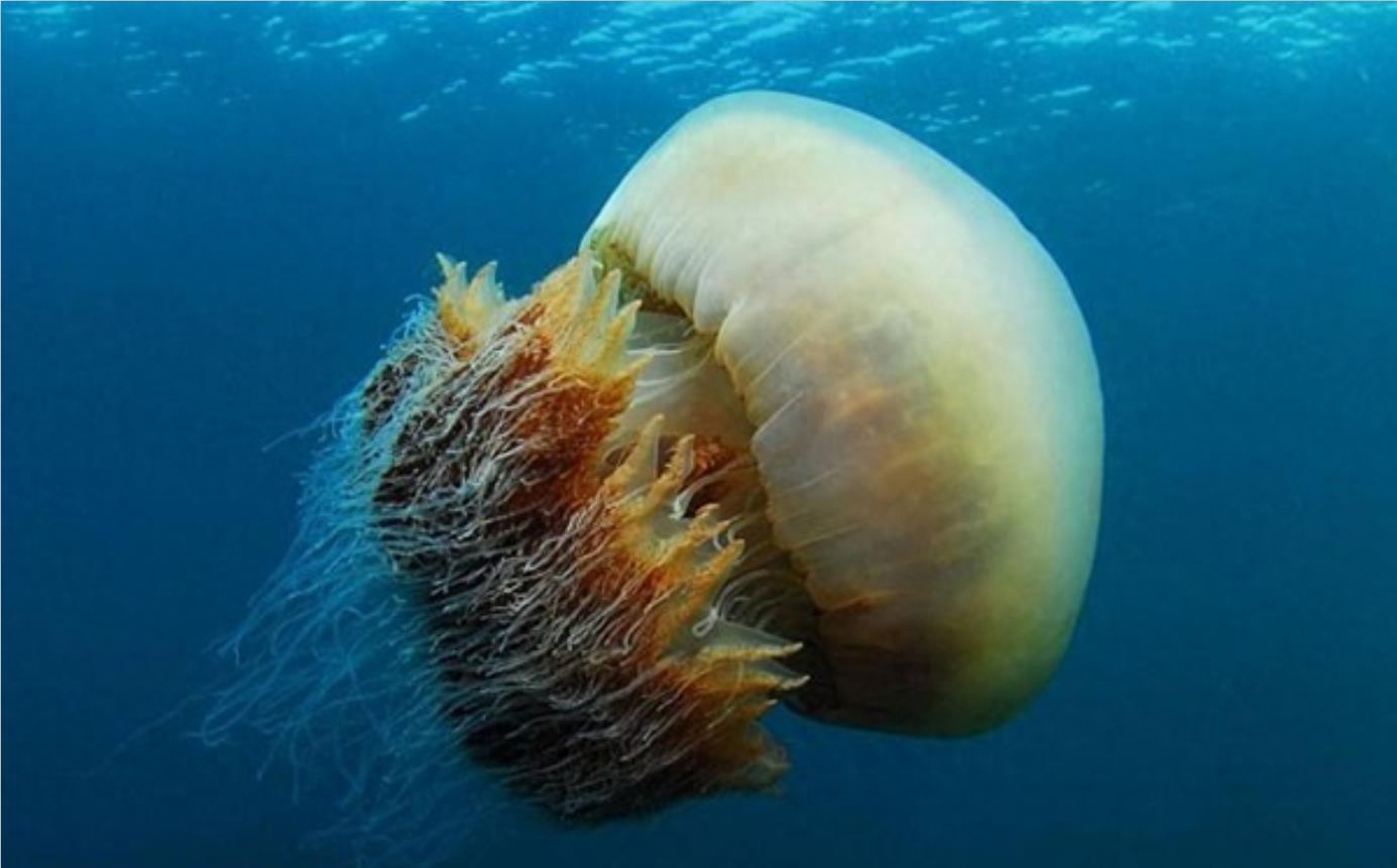 弄不死的野村水母给渔业造成困扰，渔民对付它的方法是这个