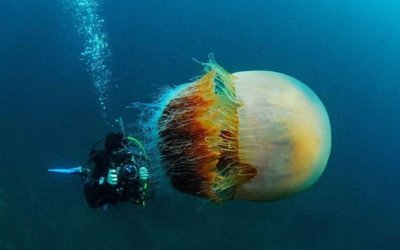 ​弄不死的野村水母给渔业造成困扰，渔民对付它的方法是这个