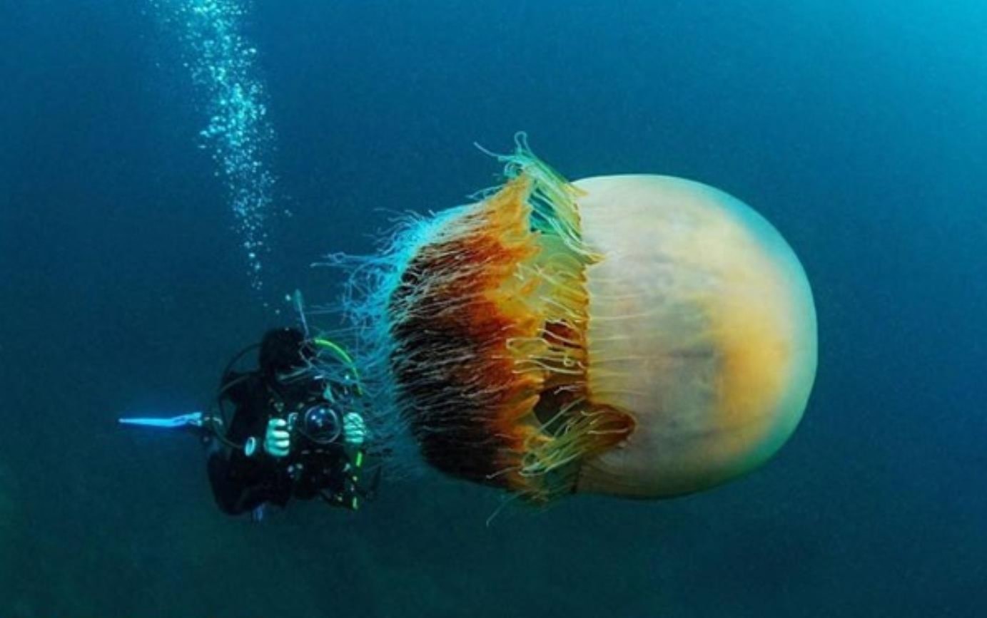 弄不死的野村水母给渔业造成困扰，渔民对付它的方法是这个