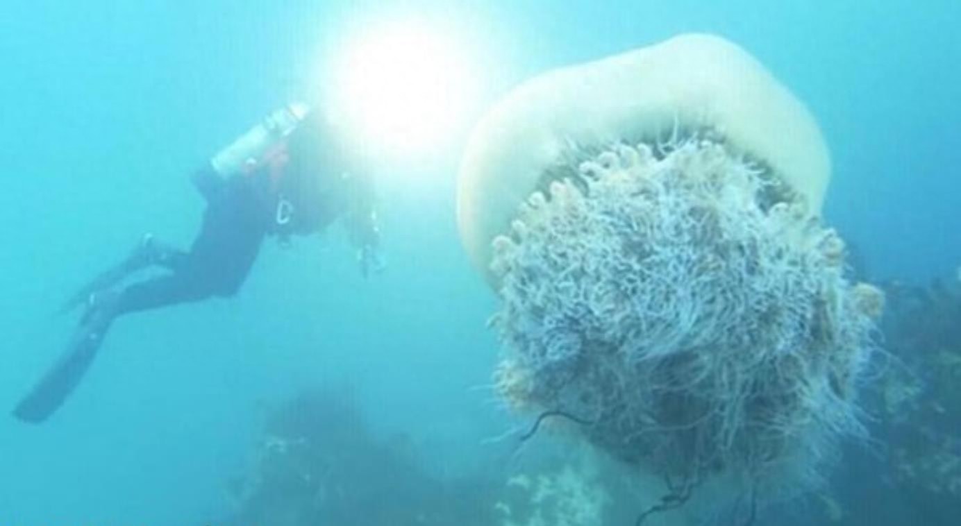 弄不死的野村水母给渔业造成困扰，渔民对付它的方法是这个