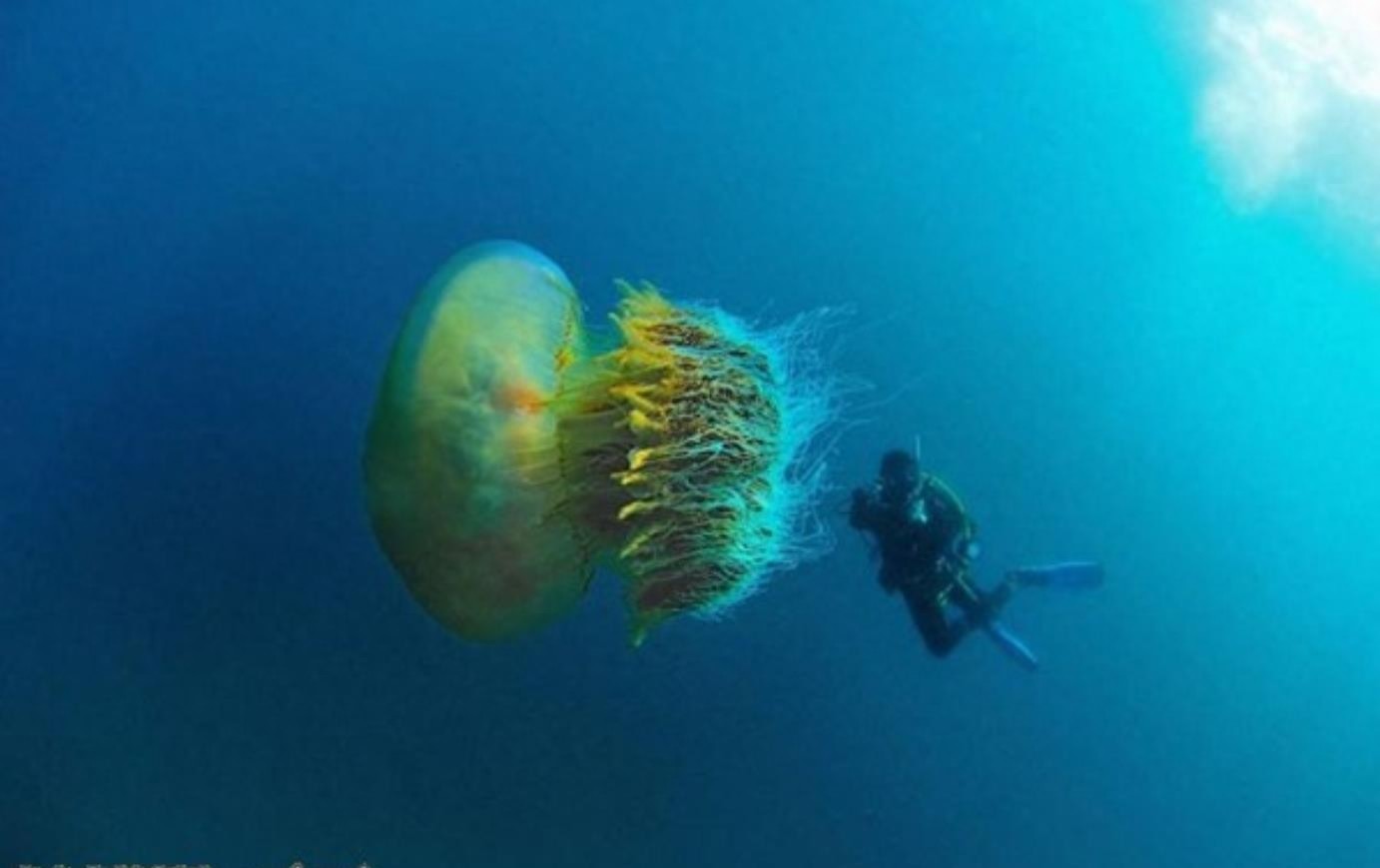 弄不死的野村水母给渔业造成困扰，渔民对付它的方法是这个