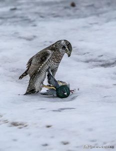 ​神奇物种——苍鹰