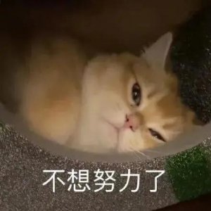 ​表情包丨不想努力了