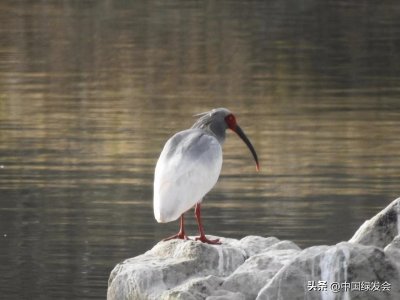 ​朱鹮：东方仙子 | 绿会保护地