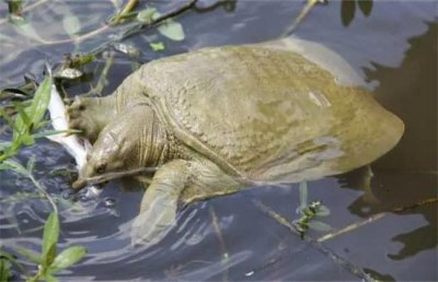 ​在农村养殖甲鱼利润很高，投资还不到2万元，新手不妨一试