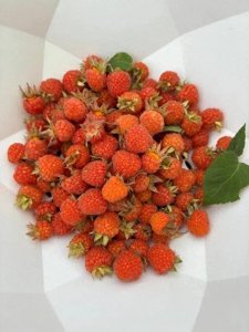 ​养生明目又减肥，野生树莓香又甜