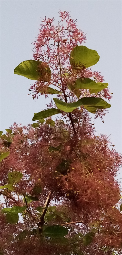 四季花景之黄栌