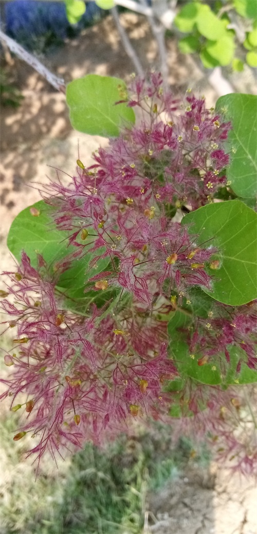 四季花景之黄栌