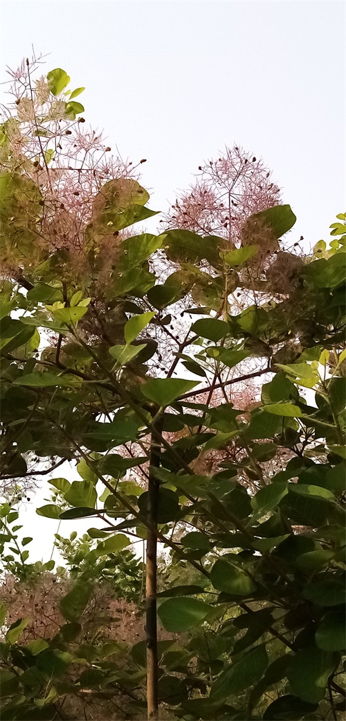 四季花景之黄栌