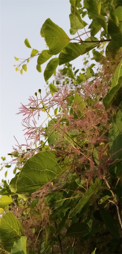 四季花景之黄栌