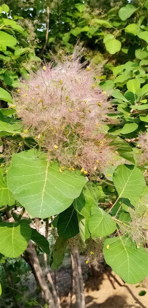 四季花景之黄栌