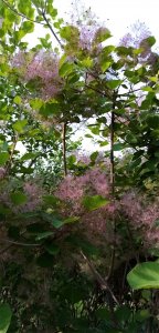 ​四季花景之黄栌