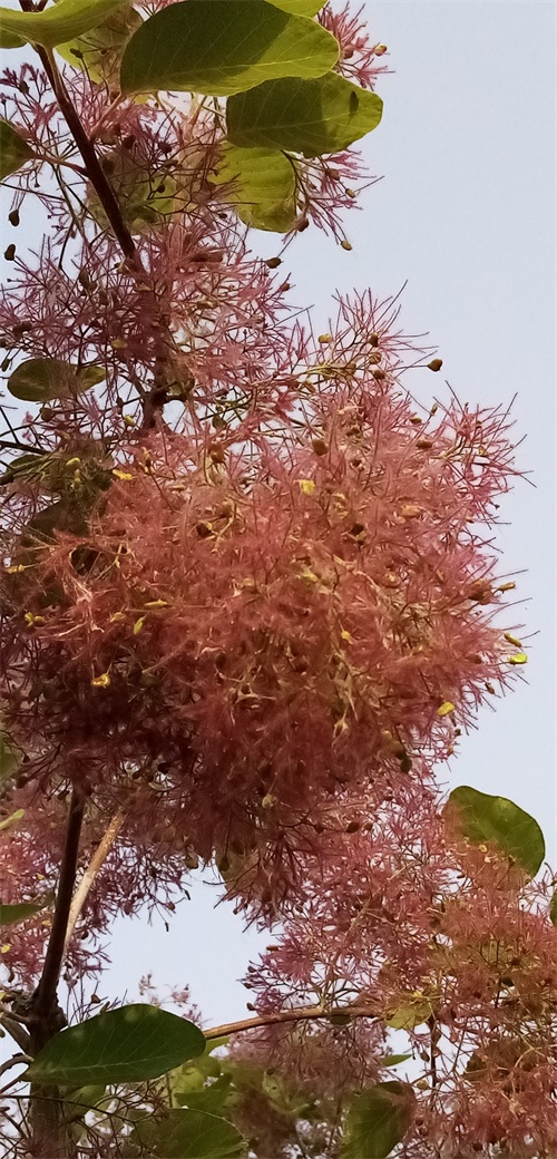 四季花景之黄栌