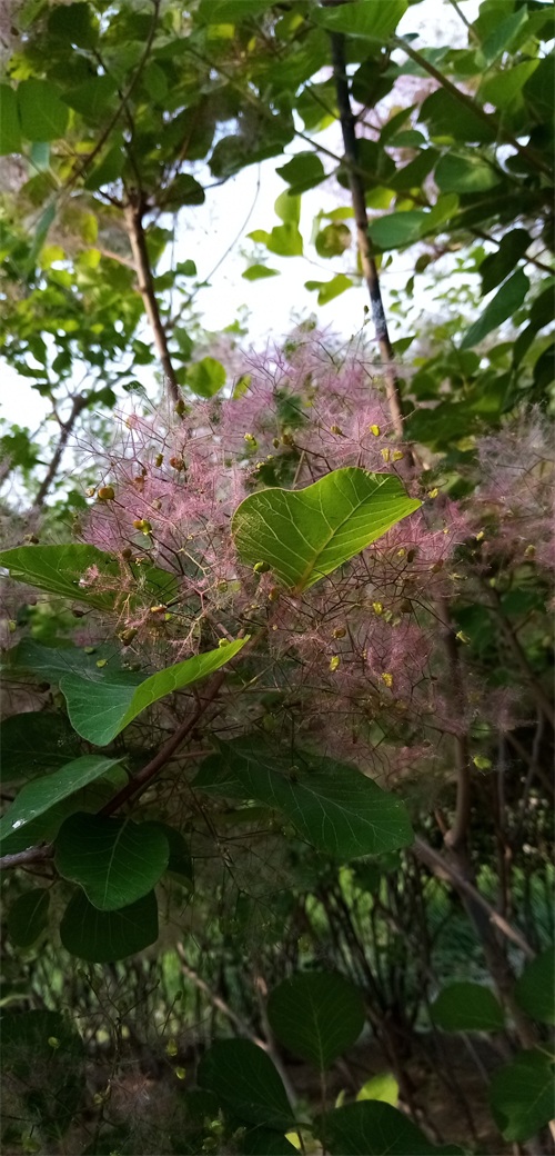 四季花景之黄栌