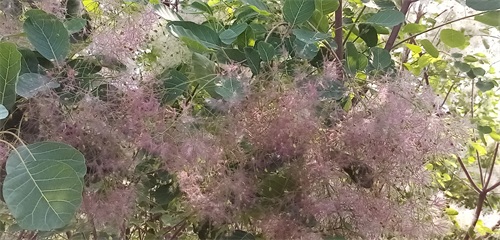 四季花景之黄栌