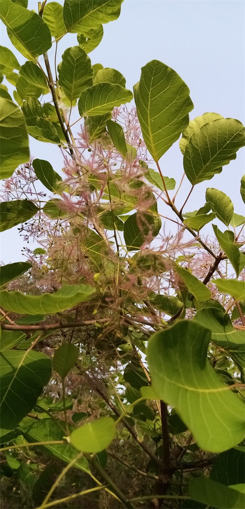 四季花景之黄栌