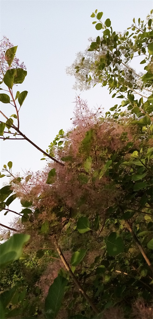 四季花景之黄栌