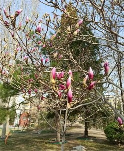 ​云游中国 | 北京青年湖公园